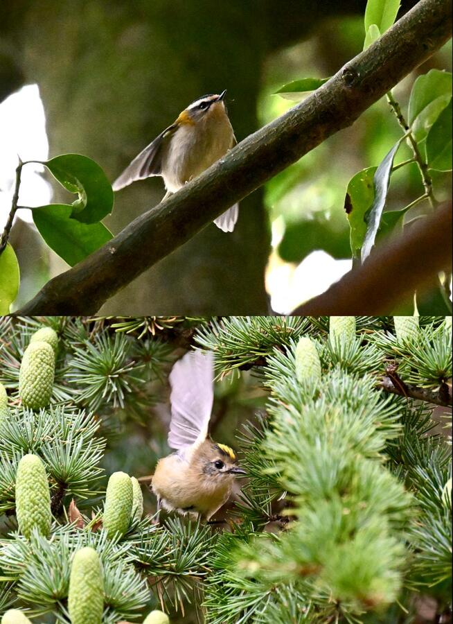 2026-09-26 Firecrest vs Goldcrest  - enlarge for info
